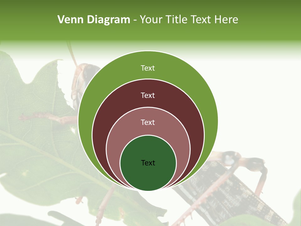 Locust Eating A Leaf Of An Oak - Macro Shot PowerPoint Template