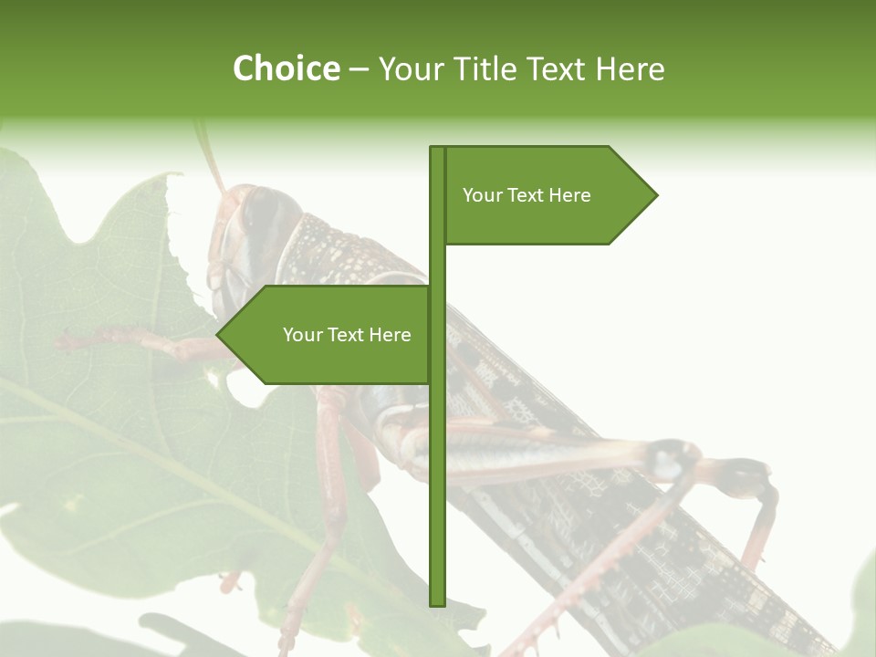 Locust Eating A Leaf Of An Oak - Macro Shot PowerPoint Template
