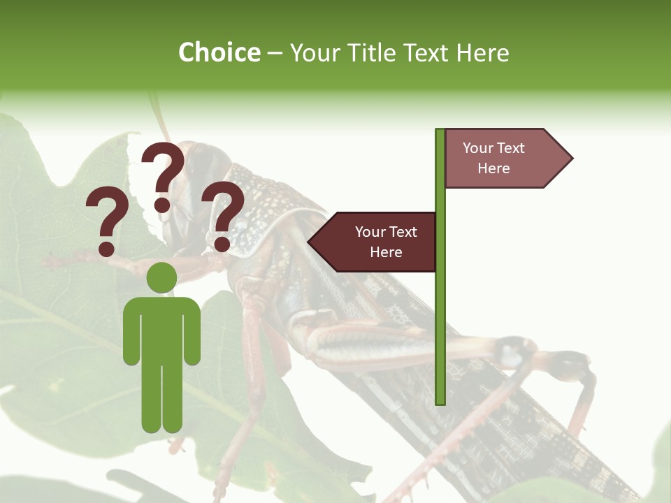 Locust Eating A Leaf Of An Oak - Macro Shot PowerPoint Template