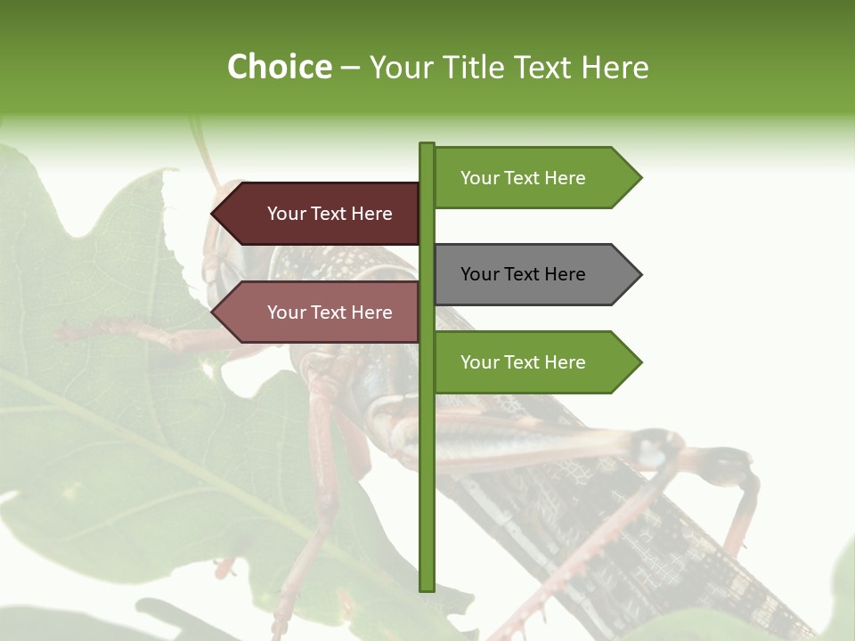 Locust Eating A Leaf Of An Oak - Macro Shot PowerPoint Template