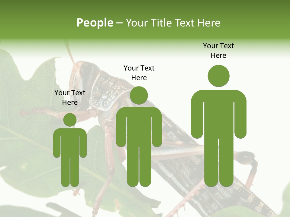 Locust Eating A Leaf Of An Oak - Macro Shot PowerPoint Template