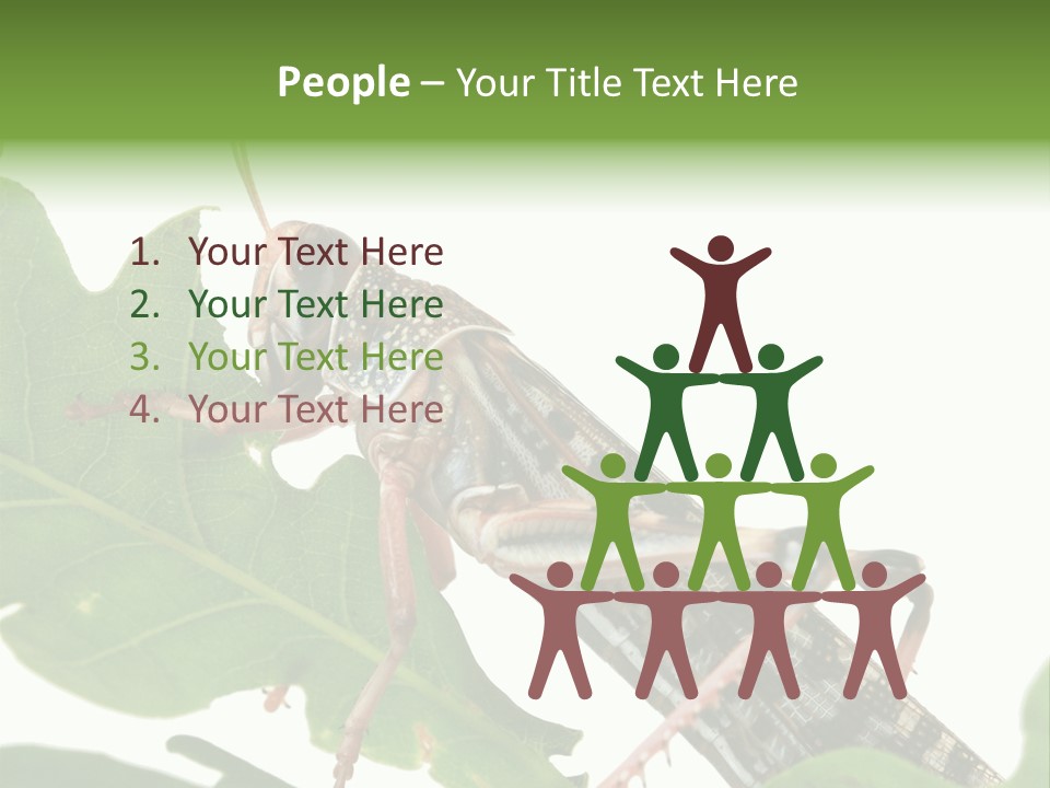 Locust Eating A Leaf Of An Oak - Macro Shot PowerPoint Template