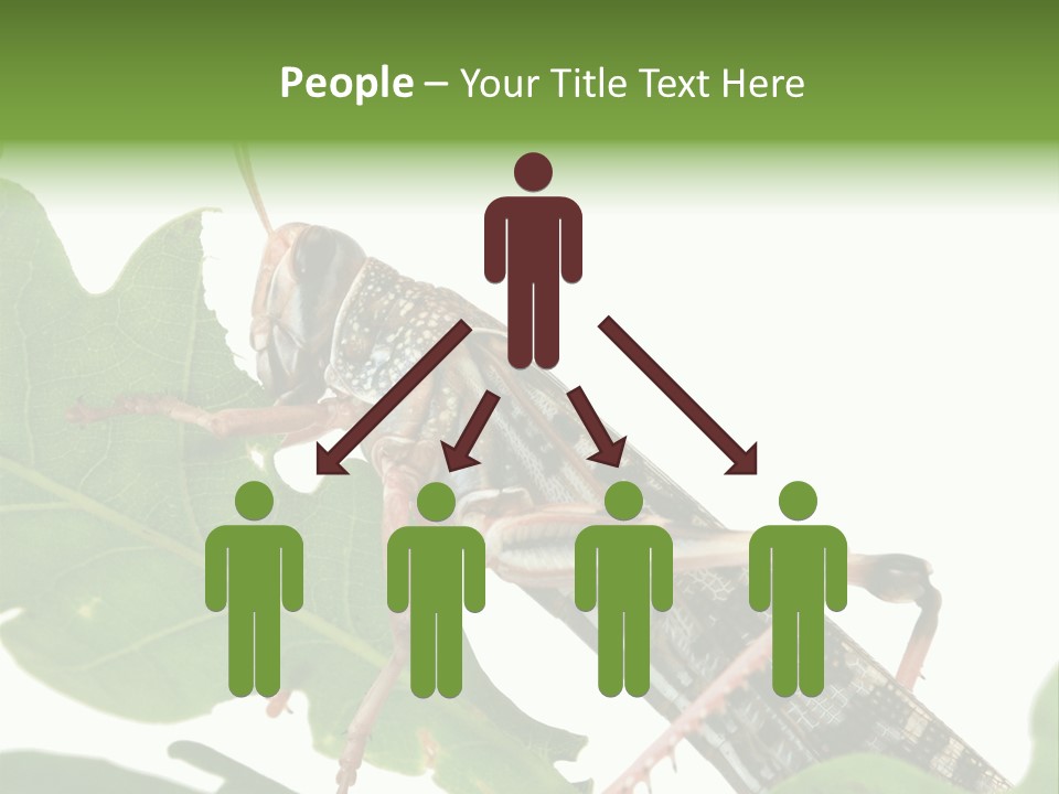 Locust Eating A Leaf Of An Oak - Macro Shot PowerPoint Template