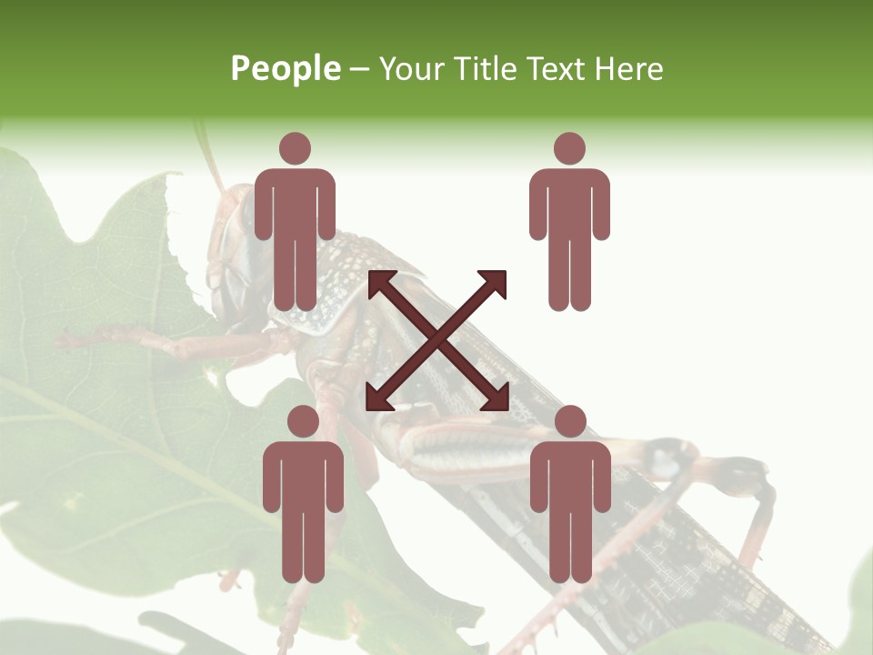 Locust Eating A Leaf Of An Oak - Macro Shot PowerPoint Template