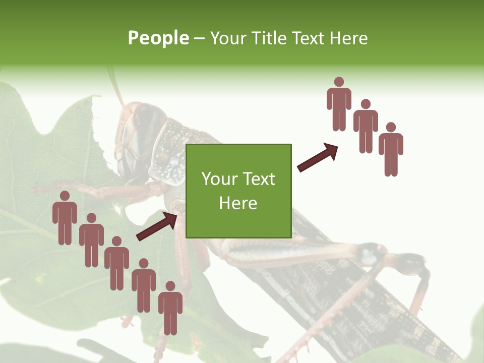 Locust Eating A Leaf Of An Oak - Macro Shot PowerPoint Template