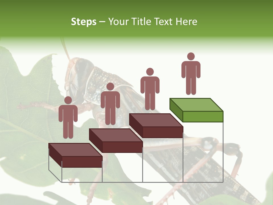 Locust Eating A Leaf Of An Oak - Macro Shot PowerPoint Template