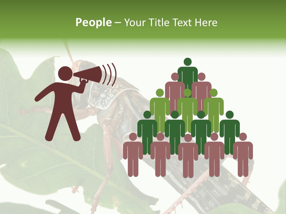 Locust Eating A Leaf Of An Oak - Macro Shot PowerPoint Template