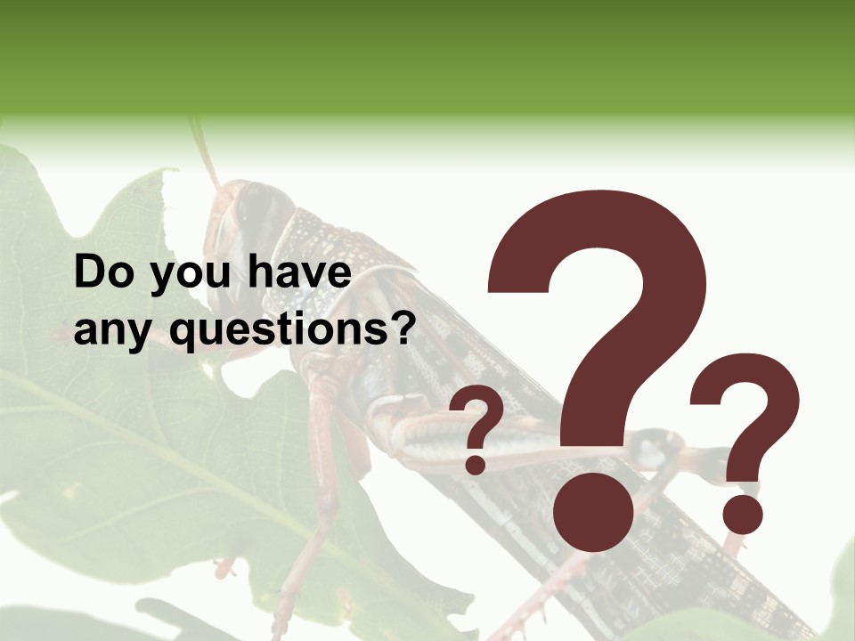 Locust Eating A Leaf Of An Oak - Macro Shot PowerPoint Template