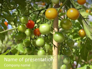 A Tree Filled With Lots Of Green And Red Tomatoes PowerPoint Template
