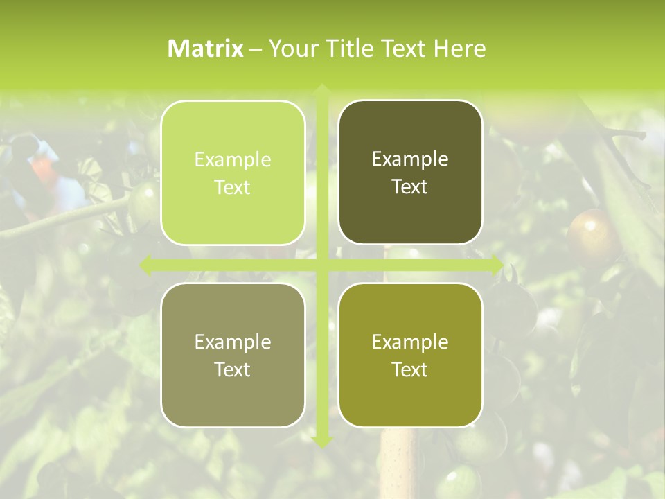 A Tree Filled With Lots Of Green And Red Tomatoes PowerPoint Template