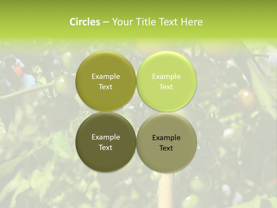 A Tree Filled With Lots Of Green And Red Tomatoes PowerPoint Template