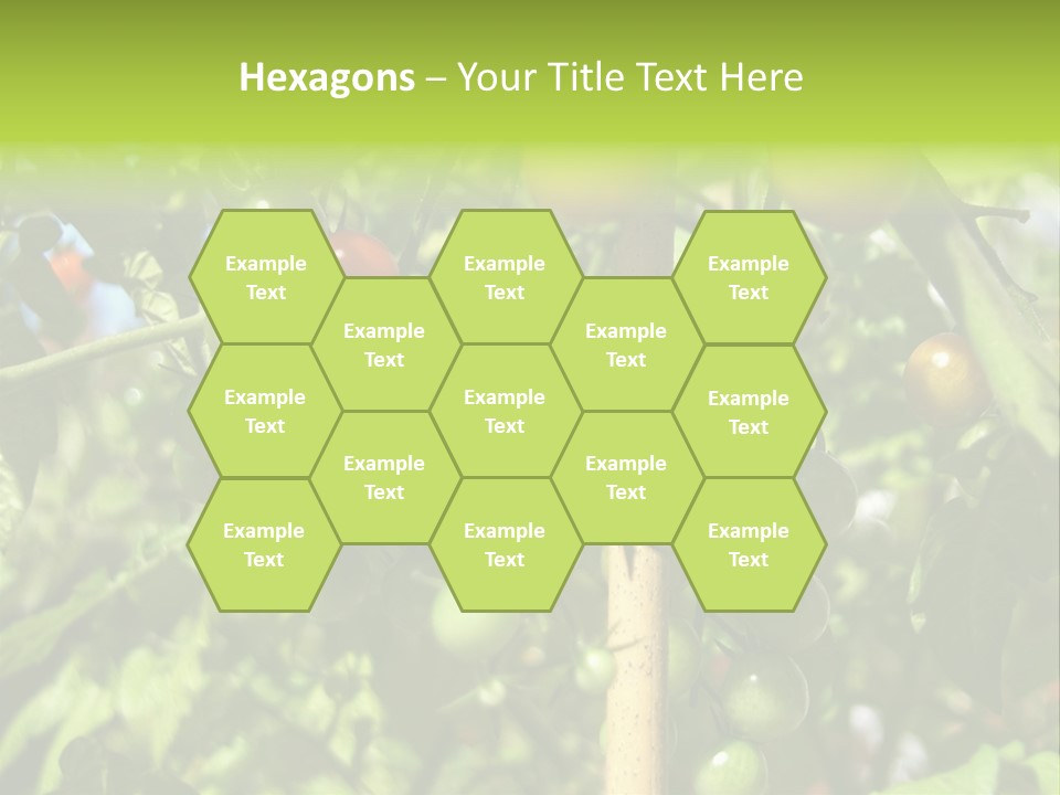 A Tree Filled With Lots Of Green And Red Tomatoes PowerPoint Template