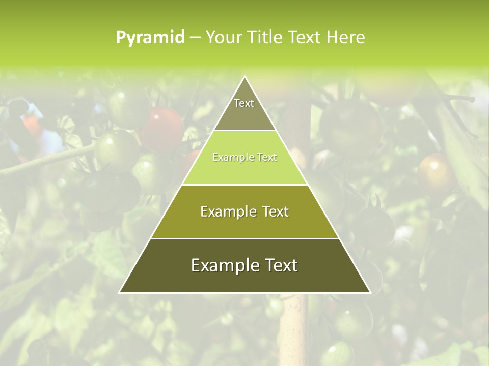 A Tree Filled With Lots Of Green And Red Tomatoes PowerPoint Template