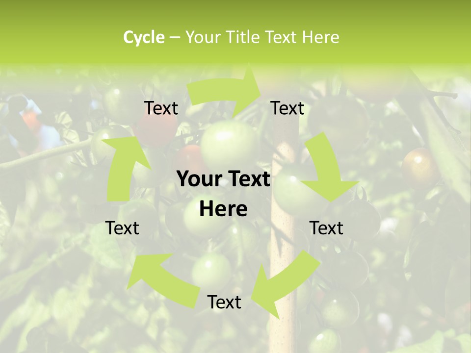 A Tree Filled With Lots Of Green And Red Tomatoes PowerPoint Template