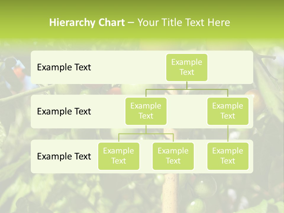 A Tree Filled With Lots Of Green And Red Tomatoes PowerPoint Template