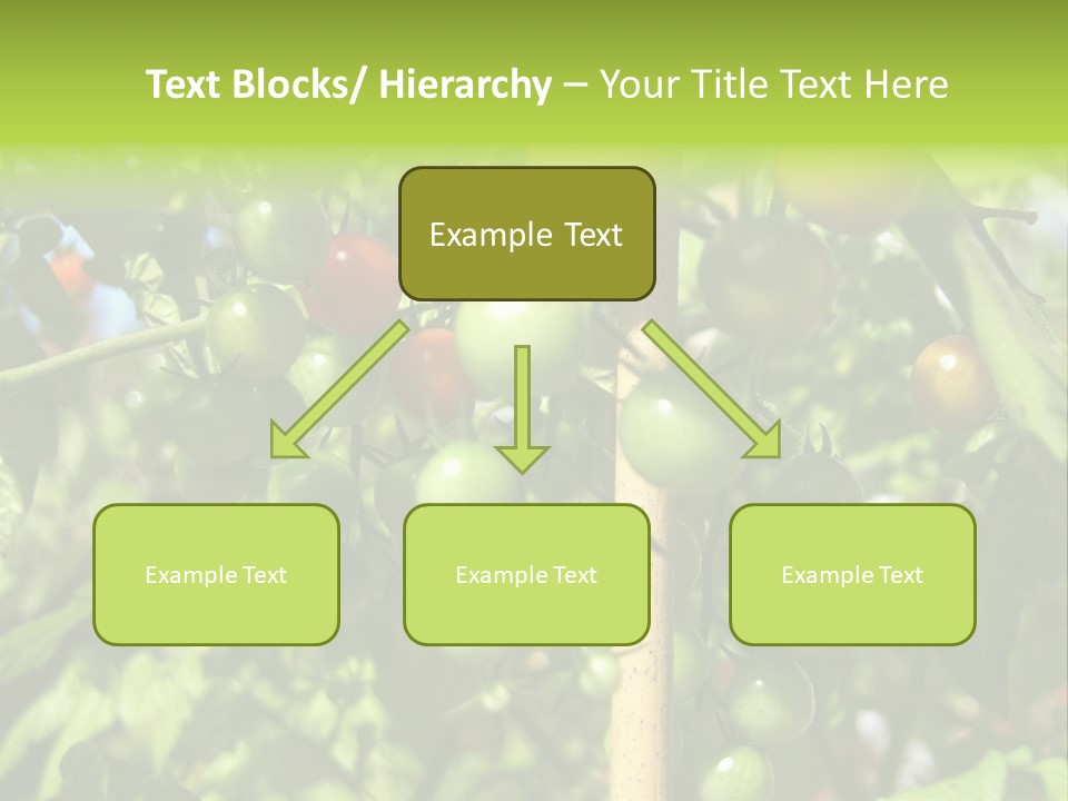 A Tree Filled With Lots Of Green And Red Tomatoes PowerPoint Template
