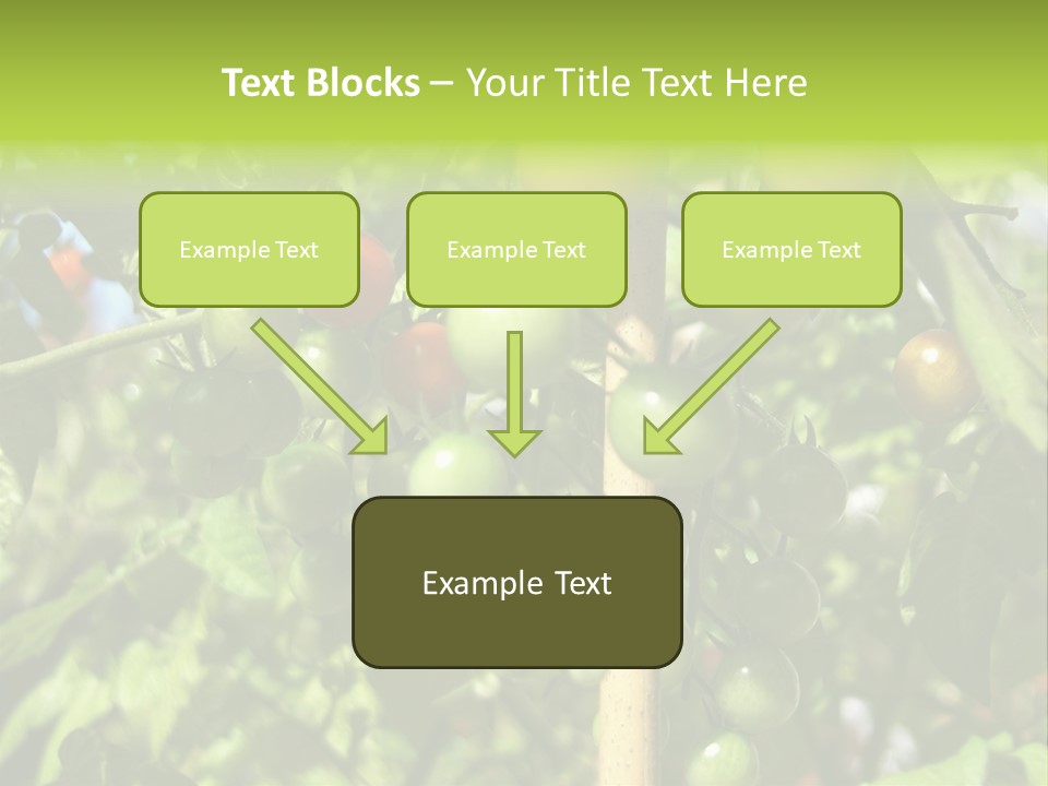 A Tree Filled With Lots Of Green And Red Tomatoes PowerPoint Template