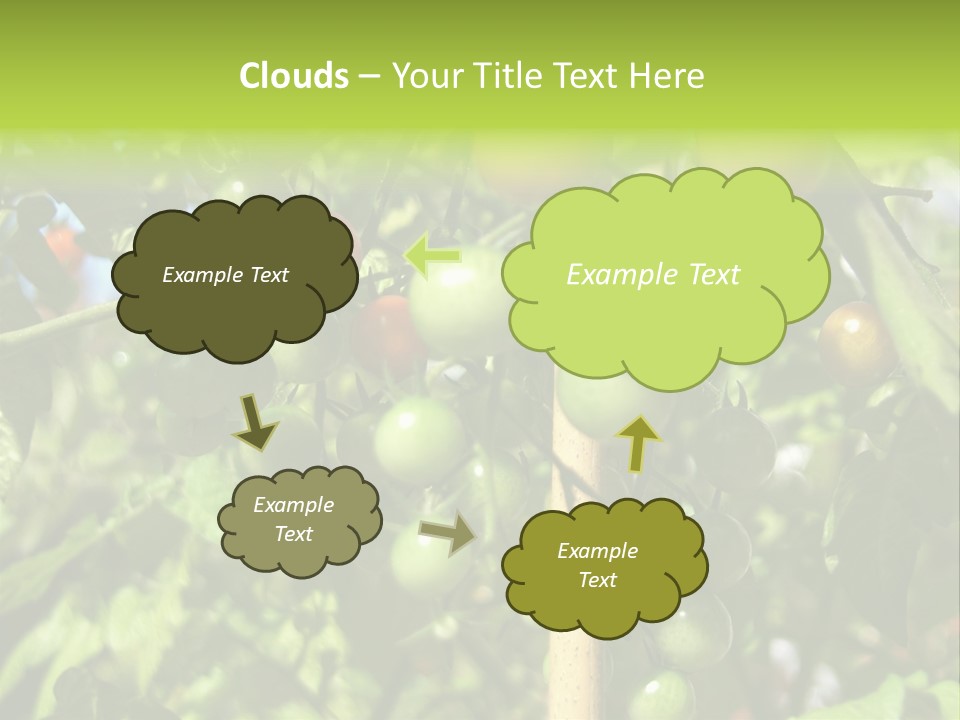 A Tree Filled With Lots Of Green And Red Tomatoes PowerPoint Template