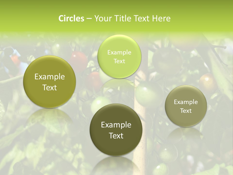 A Tree Filled With Lots Of Green And Red Tomatoes PowerPoint Template