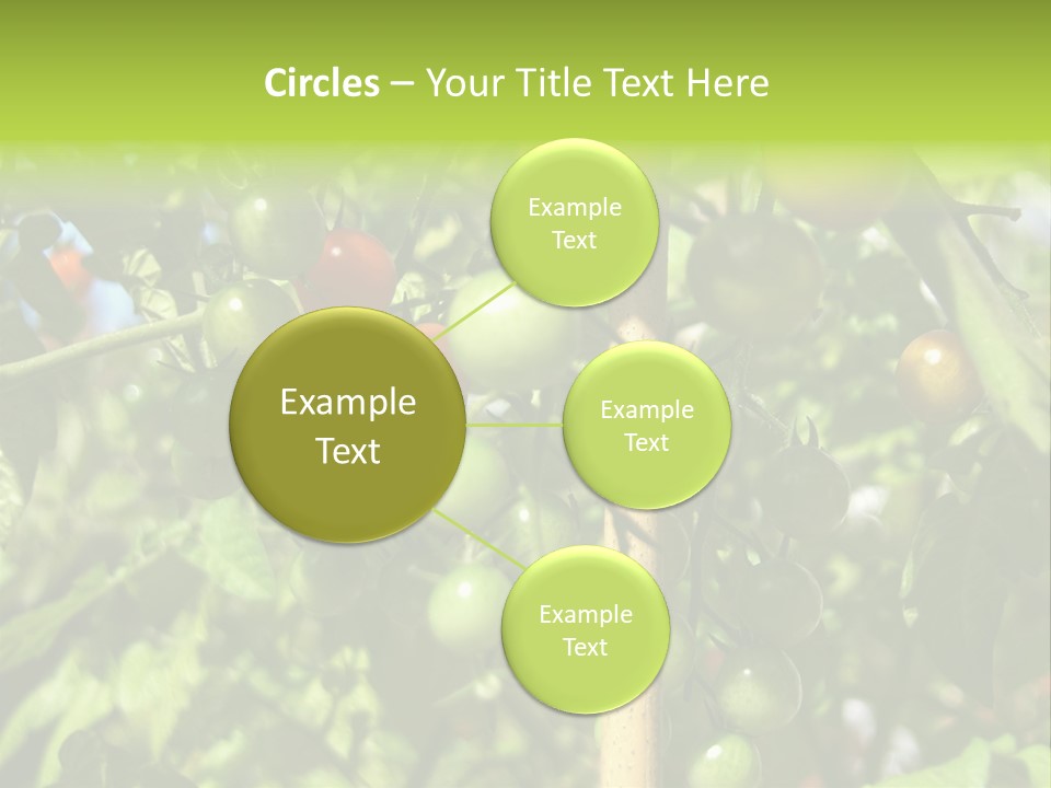 A Tree Filled With Lots Of Green And Red Tomatoes PowerPoint Template