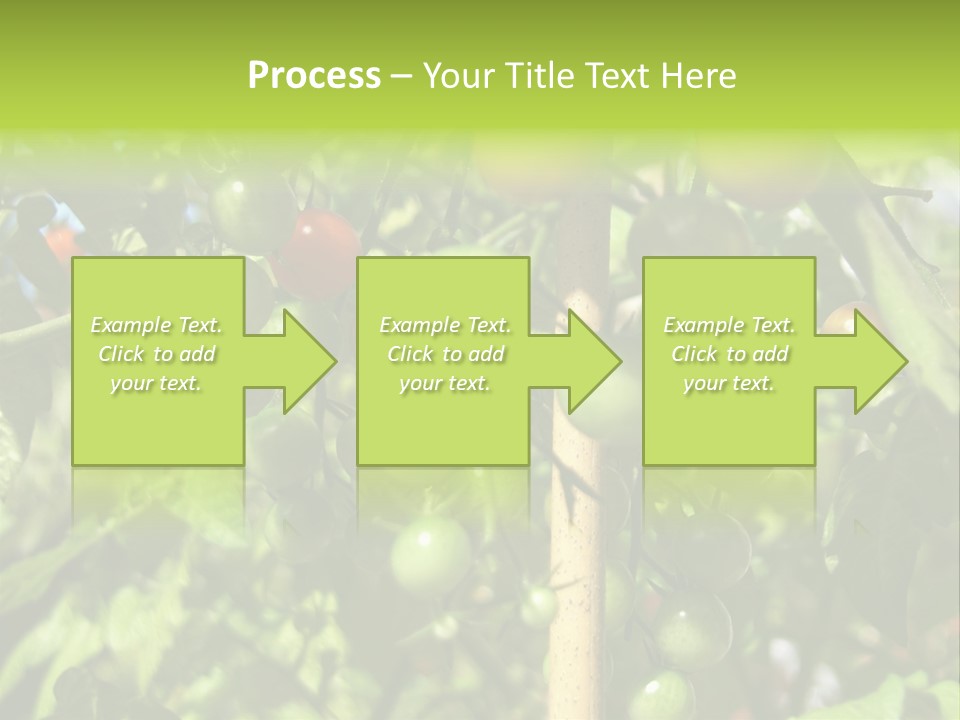 A Tree Filled With Lots Of Green And Red Tomatoes PowerPoint Template