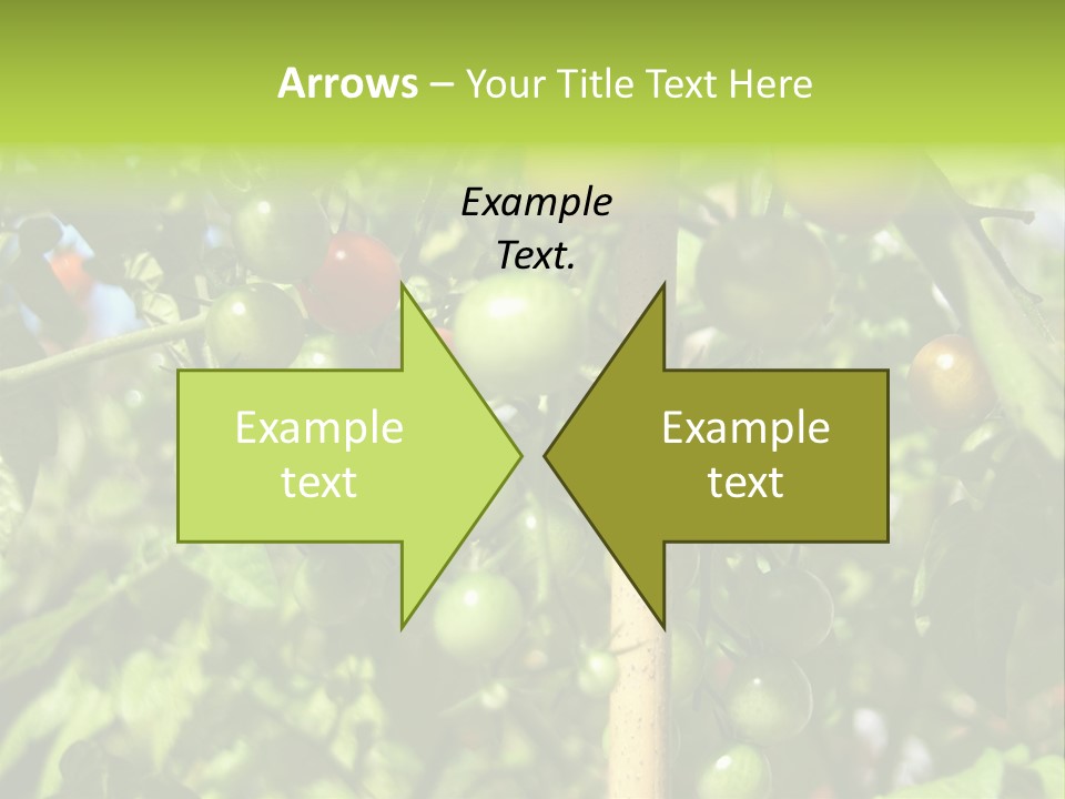 A Tree Filled With Lots Of Green And Red Tomatoes PowerPoint Template