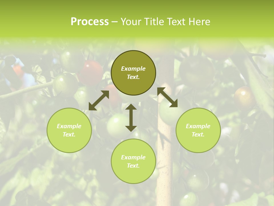 A Tree Filled With Lots Of Green And Red Tomatoes PowerPoint Template
