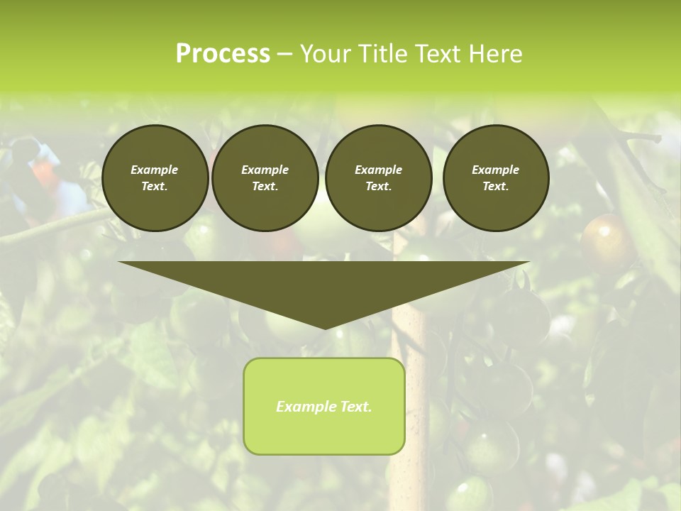 A Tree Filled With Lots Of Green And Red Tomatoes PowerPoint Template