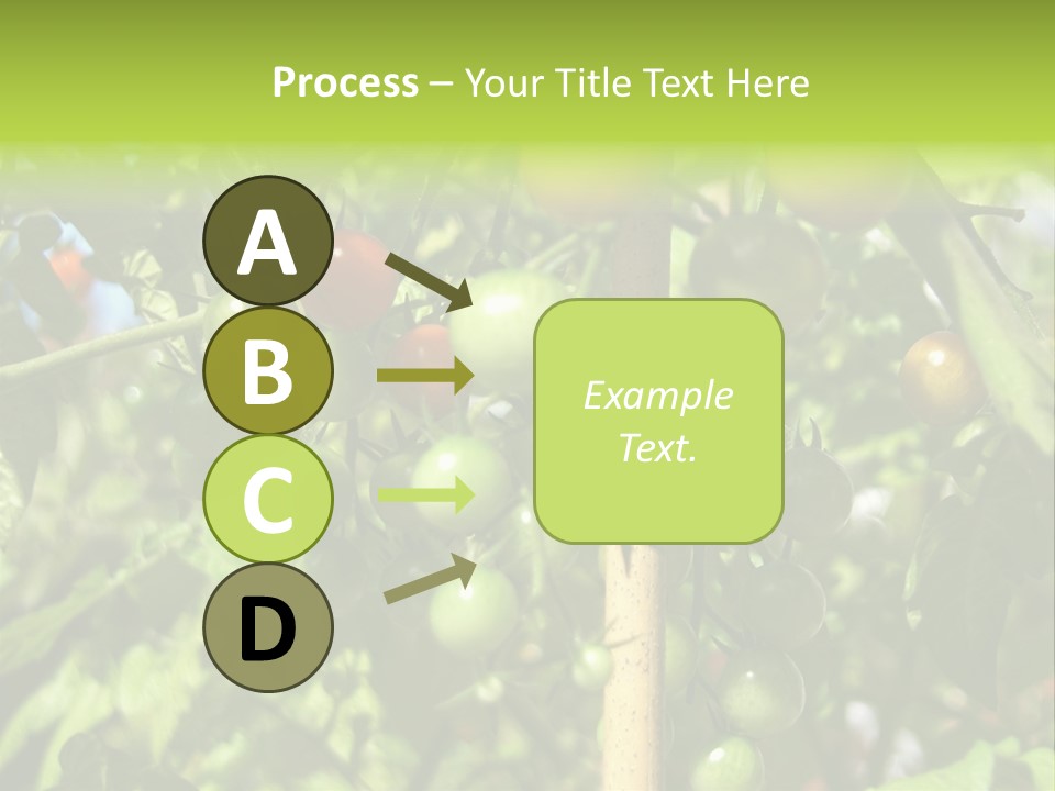 A Tree Filled With Lots Of Green And Red Tomatoes PowerPoint Template