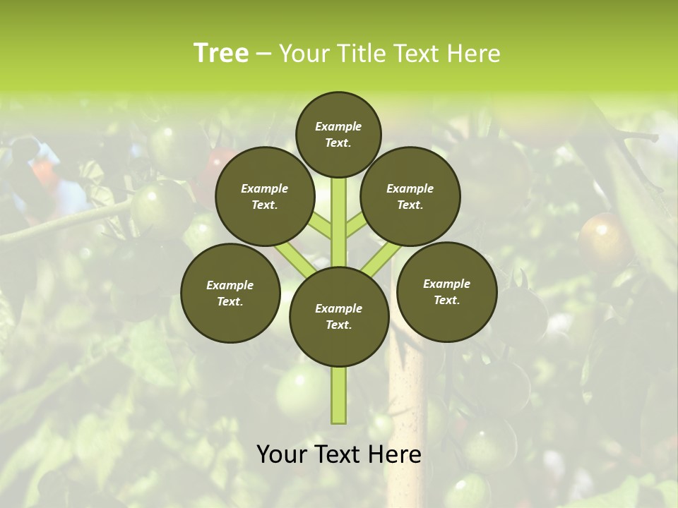 A Tree Filled With Lots Of Green And Red Tomatoes PowerPoint Template