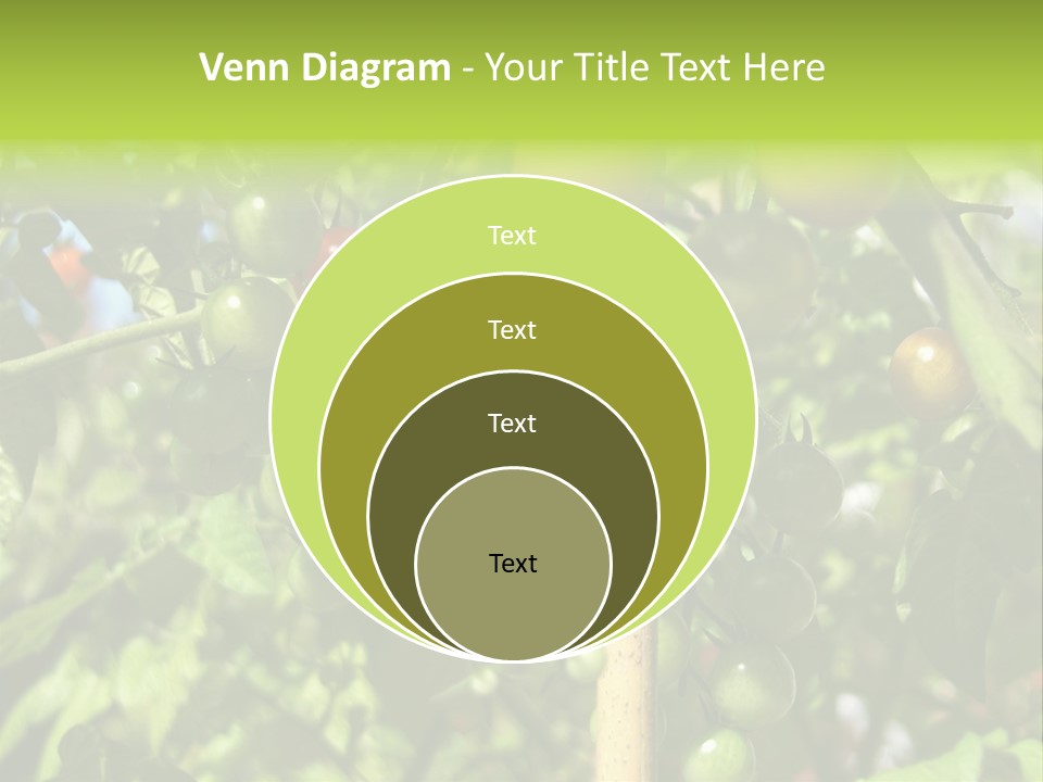A Tree Filled With Lots Of Green And Red Tomatoes PowerPoint Template