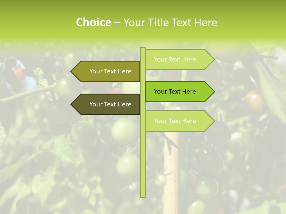 A Tree Filled With Lots Of Green And Red Tomatoes PowerPoint Template