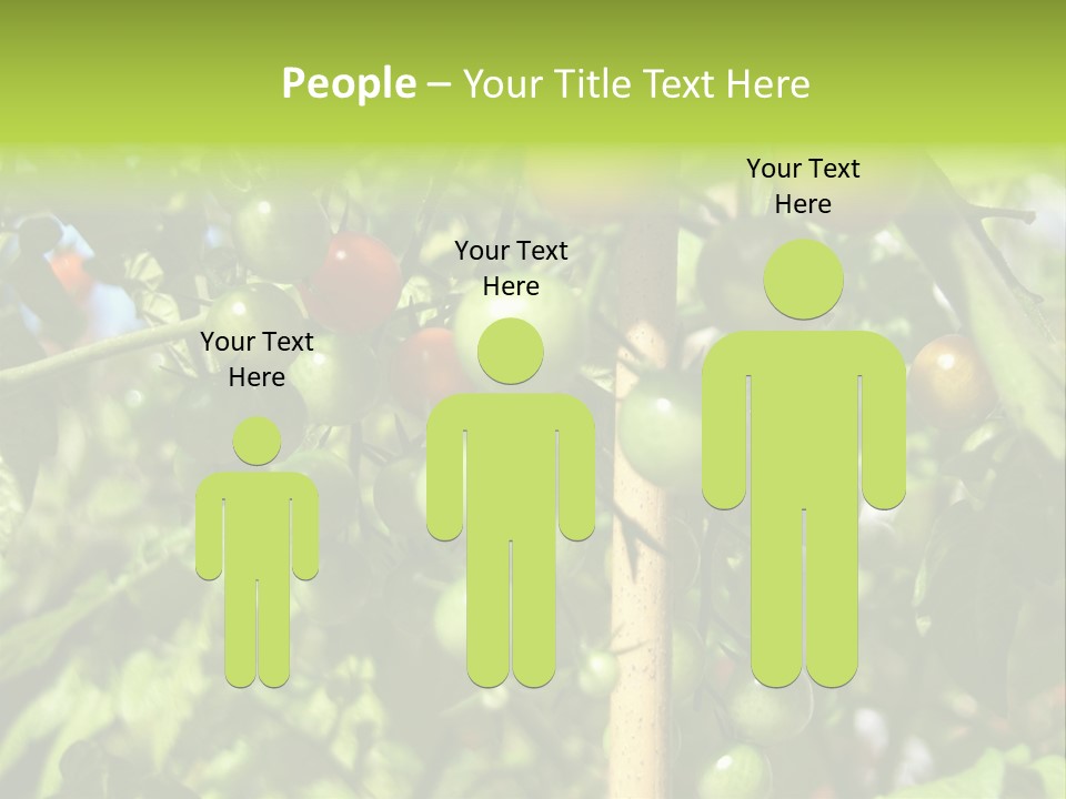 A Tree Filled With Lots Of Green And Red Tomatoes PowerPoint Template