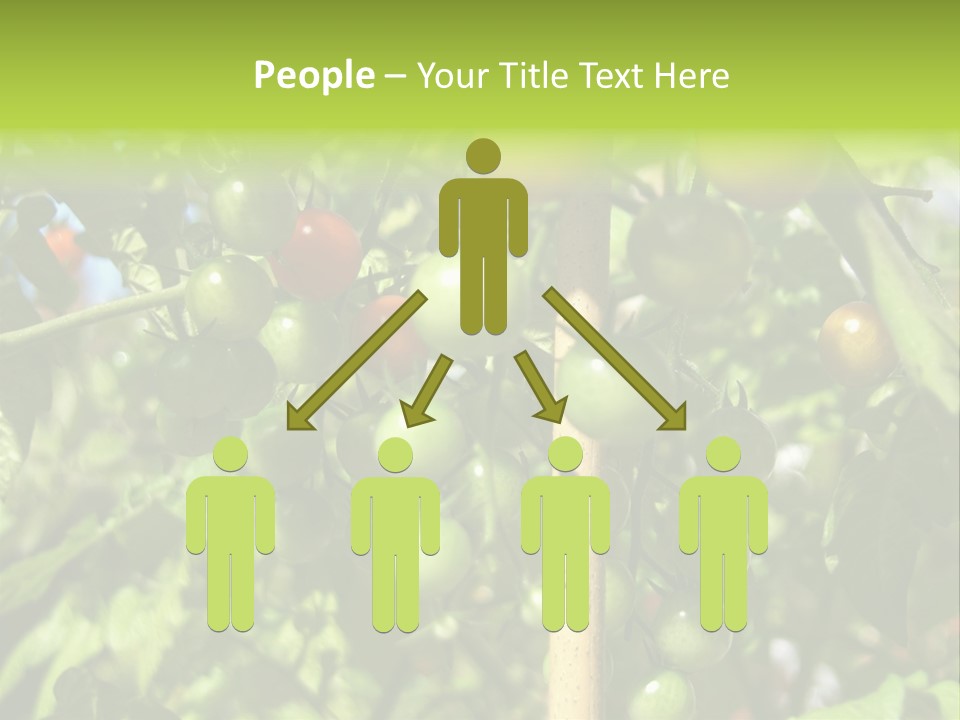 A Tree Filled With Lots Of Green And Red Tomatoes PowerPoint Template