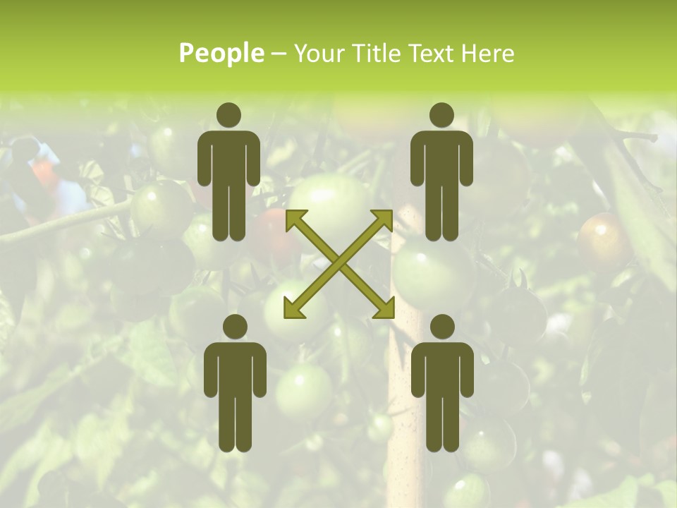 A Tree Filled With Lots Of Green And Red Tomatoes PowerPoint Template