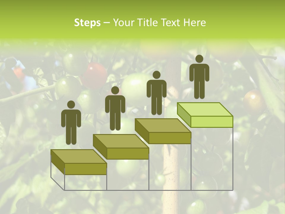 A Tree Filled With Lots Of Green And Red Tomatoes PowerPoint Template