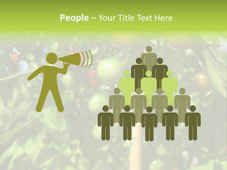 A Tree Filled With Lots Of Green And Red Tomatoes PowerPoint Template