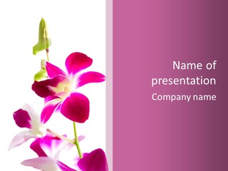 Royal Pink Orchid Isolated On White Background PowerPoint Template