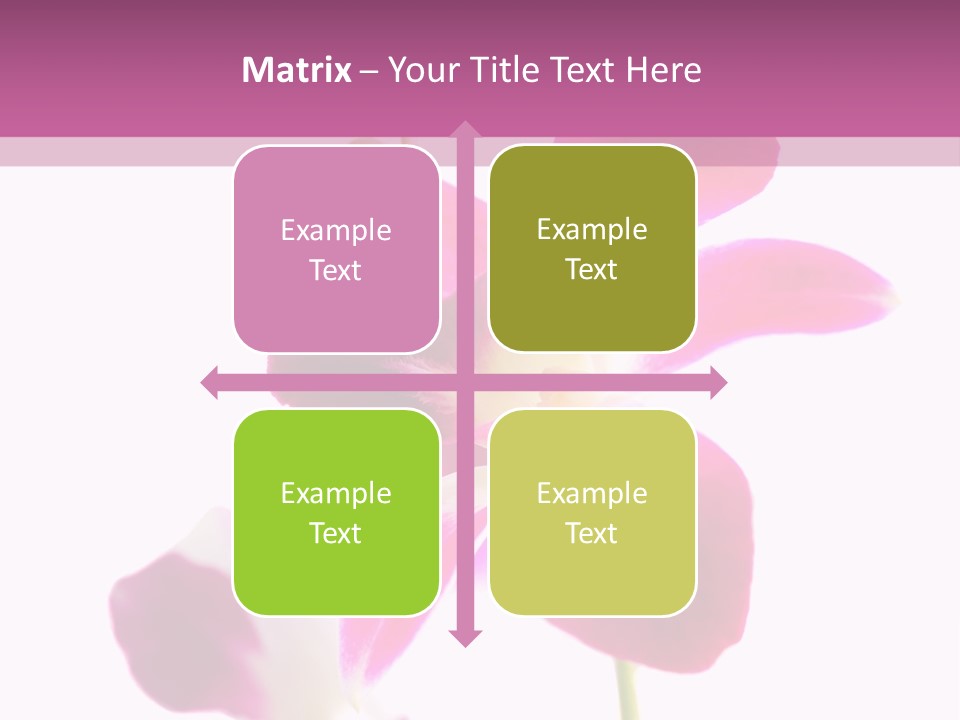 Royal Pink Orchid Isolated On White Background PowerPoint Template