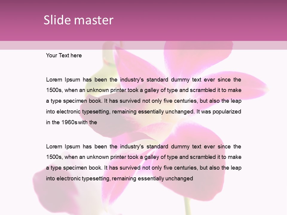 Royal Pink Orchid Isolated On White Background PowerPoint Template