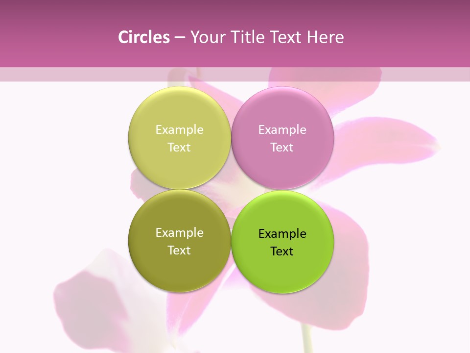 Royal Pink Orchid Isolated On White Background PowerPoint Template