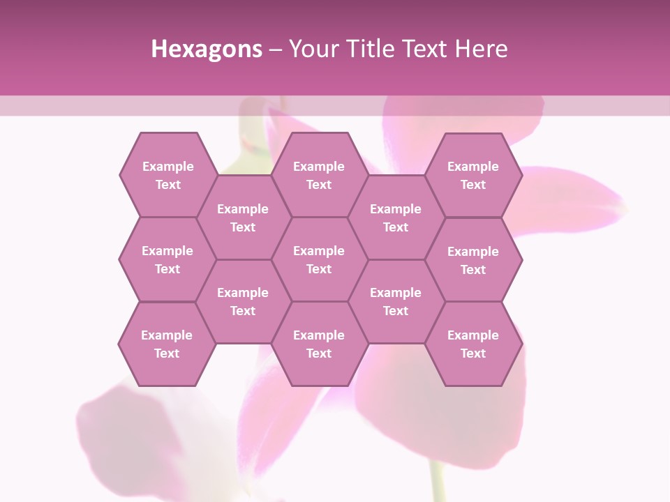 Royal Pink Orchid Isolated On White Background PowerPoint Template