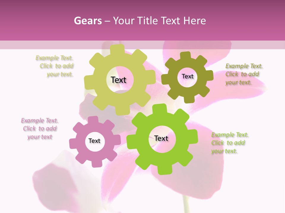 Royal Pink Orchid Isolated On White Background PowerPoint Template