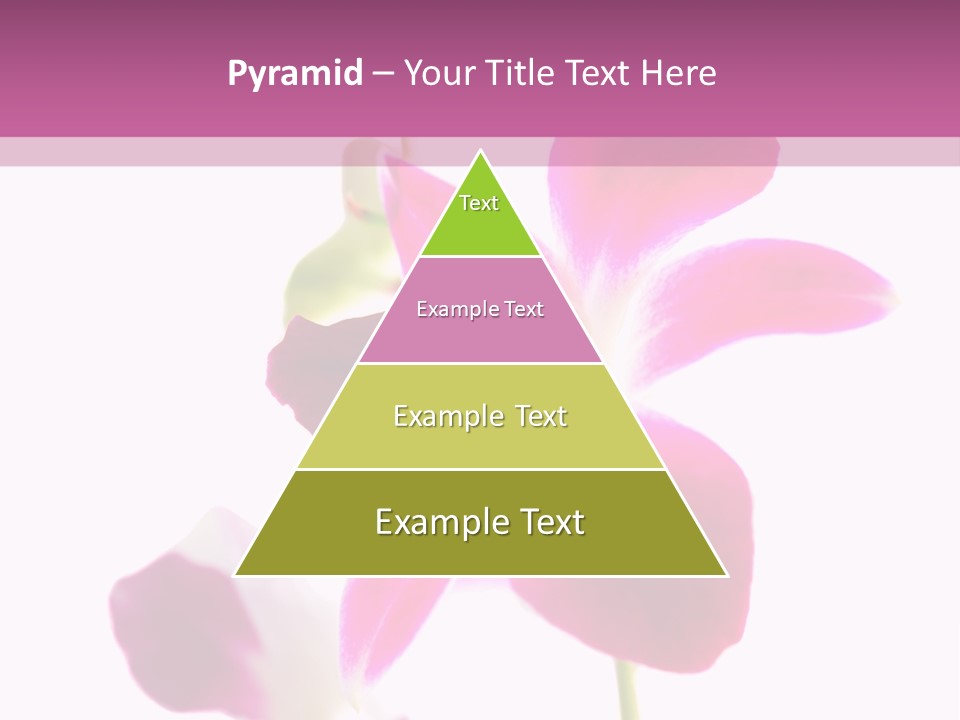 Royal Pink Orchid Isolated On White Background PowerPoint Template