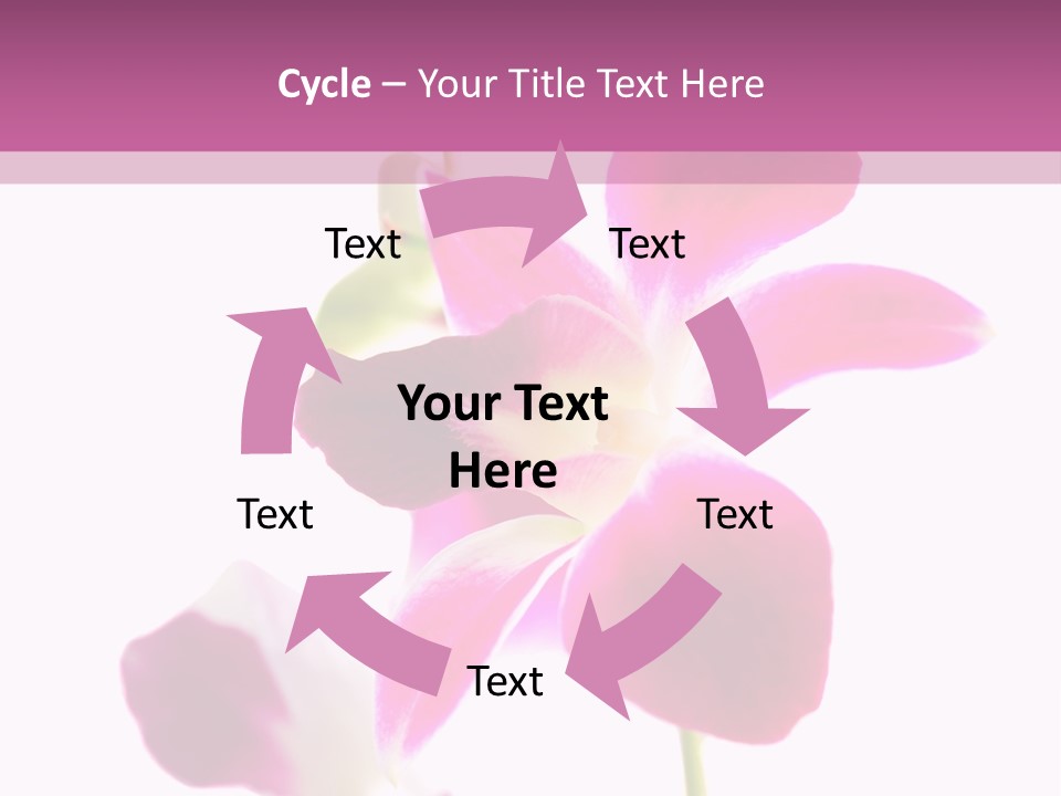 Royal Pink Orchid Isolated On White Background PowerPoint Template