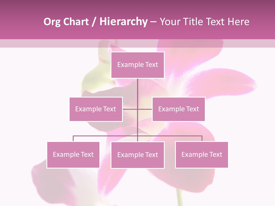 Royal Pink Orchid Isolated On White Background PowerPoint Template