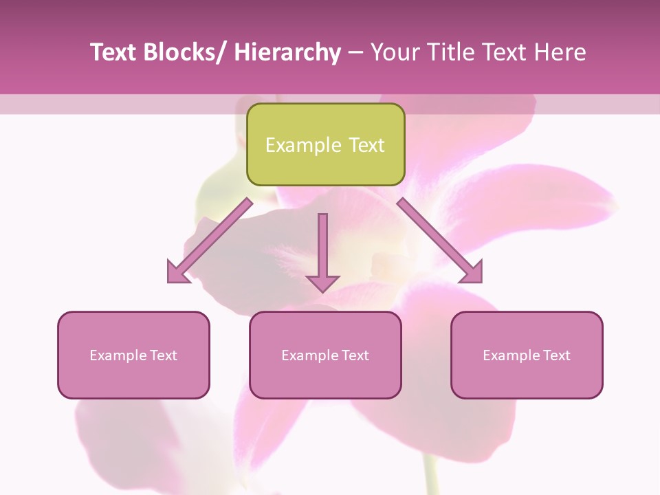 Royal Pink Orchid Isolated On White Background PowerPoint Template