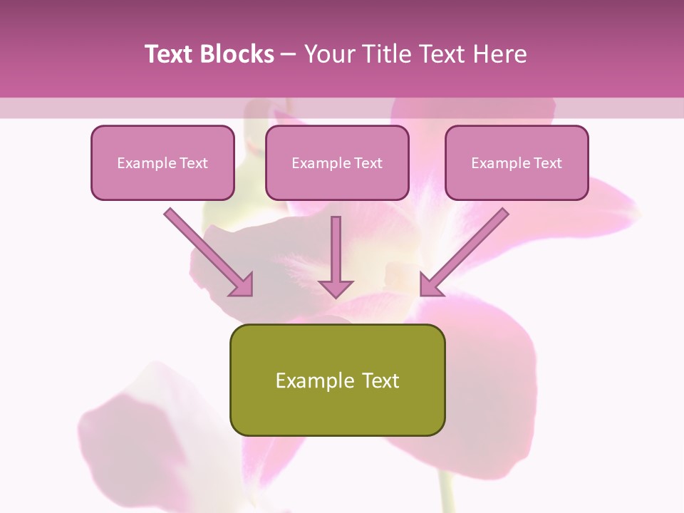 Royal Pink Orchid Isolated On White Background PowerPoint Template