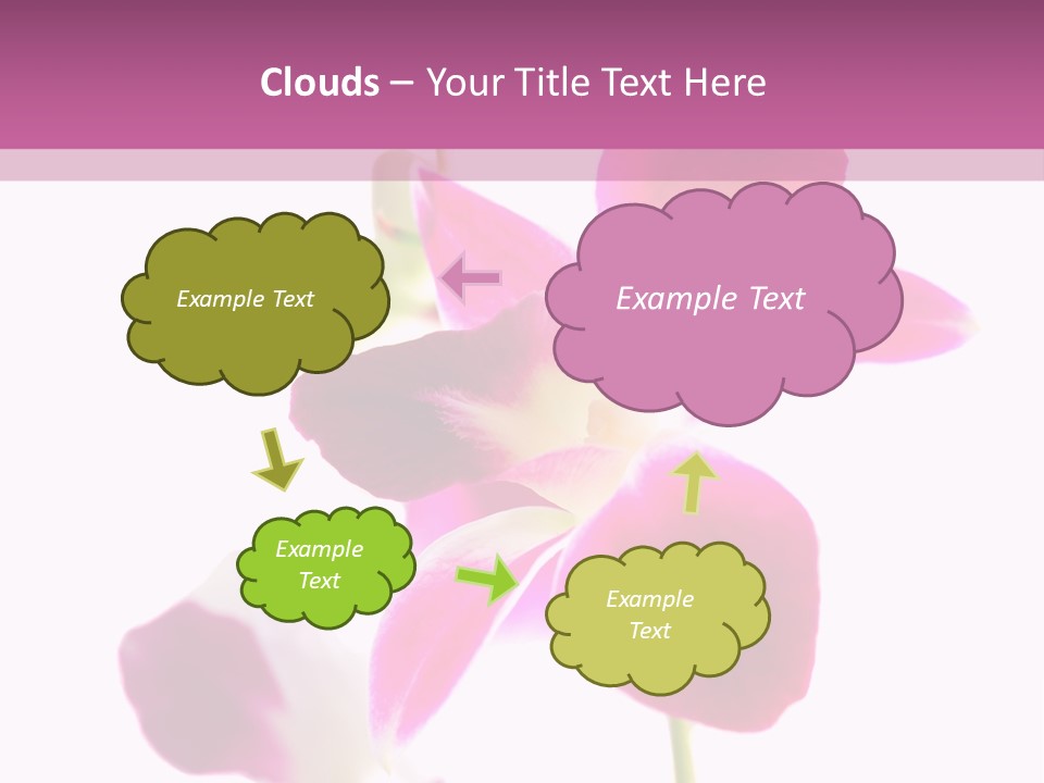 Royal Pink Orchid Isolated On White Background PowerPoint Template