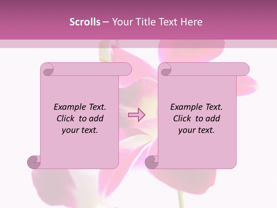 Royal Pink Orchid Isolated On White Background PowerPoint Template